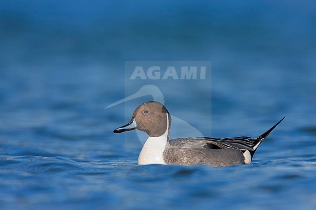 Northern Pintail, Pijlstaart, Anas acuta, Germany, adult male stock-image by Agami/Ralph Martin,