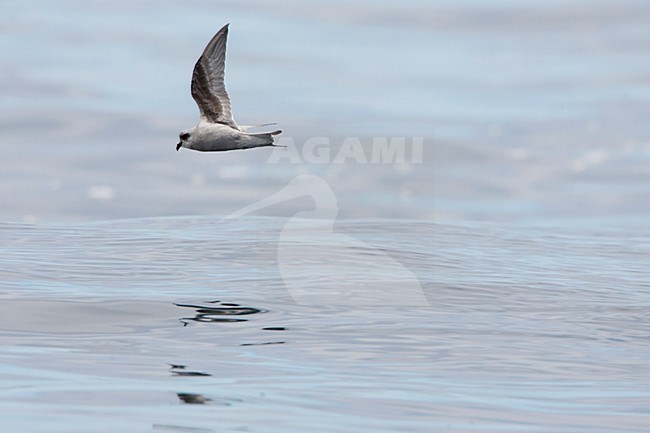 Parelgrijs Stormvogeltje in de vlucht; Fork-tailed Storm-petrel in flight stock-image by Agami/Martijn Verdoes,