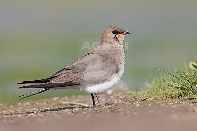 Collared Pratincole (Glareola pratincola), side view of an adult standing on the ground, Campania, Italy stock-image by Agami/Saverio Gatto,