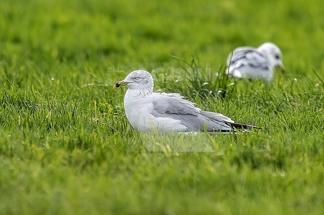 Adult winter Ring-billed Gull (Larus delawarensis) sitting on a grass field in Rumst, Antwerp, Belgium. stock-image by Agami/Vincent Legrand,