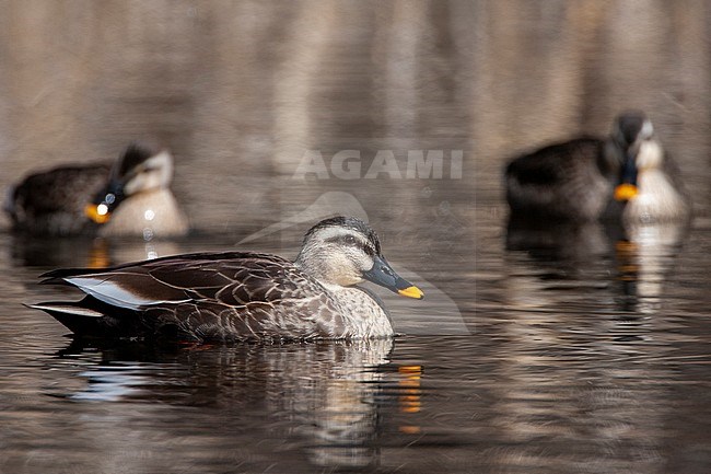Wintering Eastern Spot-billed Duck (Anas zonorhyncha), also known as Chinese Spot-billed Duck, on a lake in Japan. Two ducks swimming in background. stock-image by Agami/Marc Guyt,