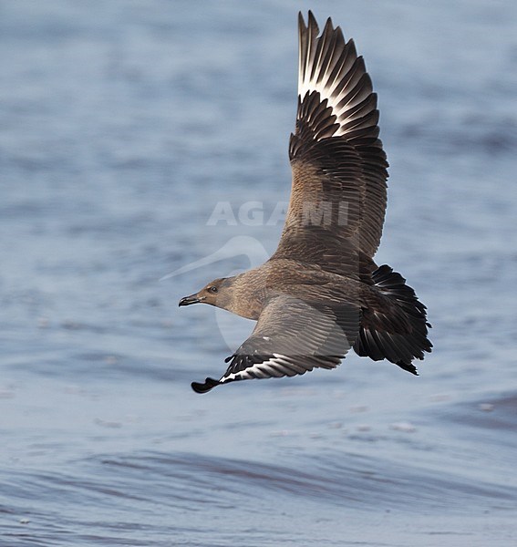 First-winter Great Skua (Stercorarius skua) flying low over the beach with both wings raised at Lagoset, Halland, Sweden. stock-image by Agami/Helge Sorensen,