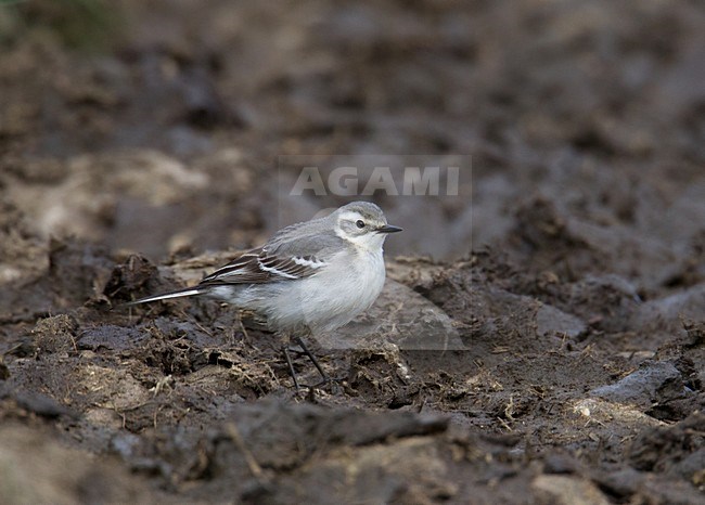 Citroenkwikstaart, Citrine Wagtail, Motacilla citreola stock-image by Agami/Hugh Harrop,