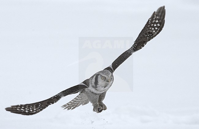 Northern Hawk Owl hunting; Sperweruil jagend stock-image by Agami/Jari Peltomäki,