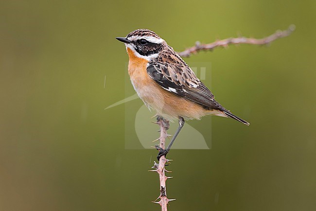 Whinchat (Saxicola rubetra) in Italy. stock-image by Agami/Daniele Occhiato,