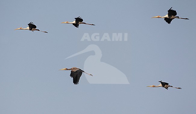 Five Painted Storks (Mycteria leucocephala) in flight over at Pak Thale in Thailand. Four adults and on immature. stock-image by Agami/Helge Sorensen,