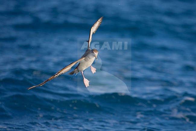 Berta maggiore; Scopoli's Shearwater; Calonectris diomedea stock-image by Agami/Daniele Occhiato,