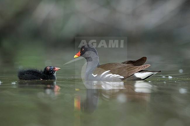 Common Moorhen - Teichhuhn - Gallinula chloropus ssp. chloropus, Germany (Baden-Württemberg), adult with youngsters stock-image by Agami/Ralph Martin,