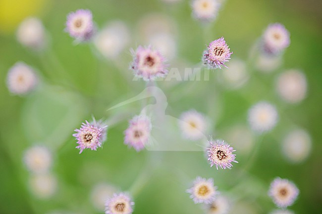 Blue Fleabane, Erigeron acris stock-image by Agami/Wil Leurs,