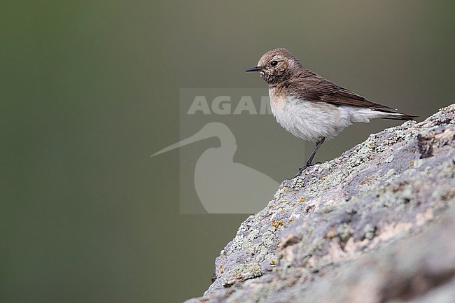 Pied Wheatear (Oenanthe pleschanka), Russia (Baikal), adult, female. stock-image by Agami/Ralph Martin,