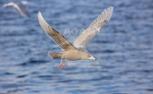 Grote Burgemeester; Glaucous Gull; Larus hyperboreus stock-image by Agami/Arie Ouwerkerk,