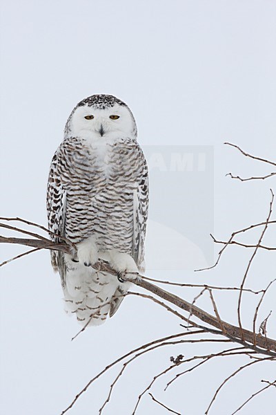 Sneeuwuil zittend op tak; Snowy Owl perched on branch stock-image by Agami/Chris van Rijswijk,