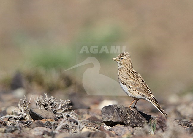 Asian Short-toed Lark (Alaudala cheleensis) standing in Mongolian desert stock-image by Agami/James Eaton,