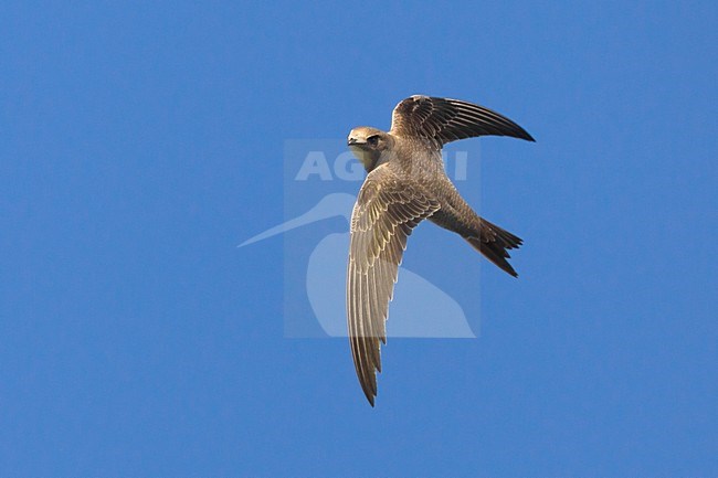 Alpengierzwaluw in de vlucht; Alpine Swift in flight stock-image by Agami/Daniele Occhiato,