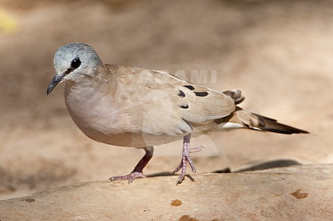 Zwartsnavelduif, Black-billed Wood Dove, Turtur abyssinicus stock-image by Agami/Marc Guyt,