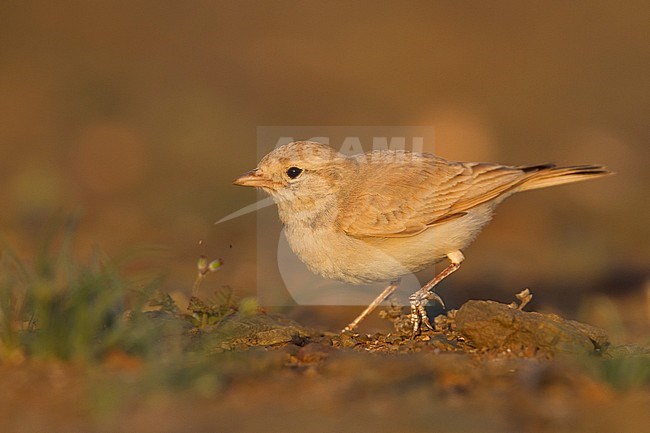 Bar-tailed Desert Lark (Ammomanes cincturus); Morocco, adult stock-image by Agami/Ralph Martin,