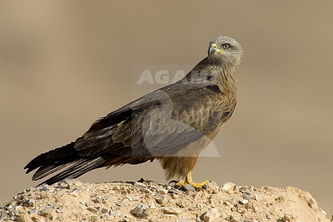 Black Kite perched; Zwarte Wouw zittend stock-image by Agami/Daniele Occhiato,