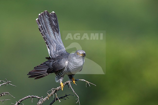 Koekoek; Common Cuckoo; Cuculus canorus stock-image by Agami/Daniele Occhiato,