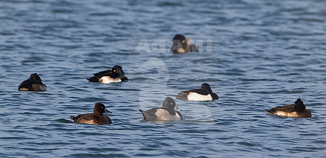 Mannetje Ringsnaveleend, Male Ring-necked Duck stock-image by Agami/Karel Mauer,