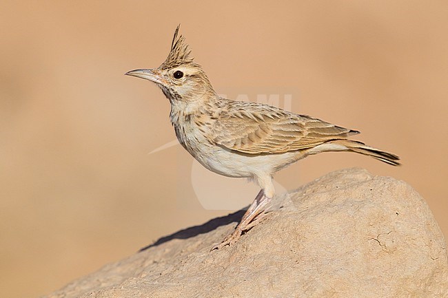 Maghreb Lark (Galerida macrorhyncha randonii), adult standing on a stone stock-image by Agami/Saverio Gatto,