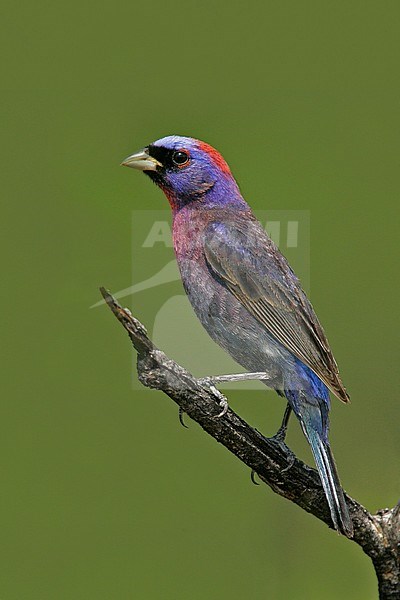 Adult male
Santa Cruz Co., AZ
July 2005 stock-image by Agami/Brian E Small,