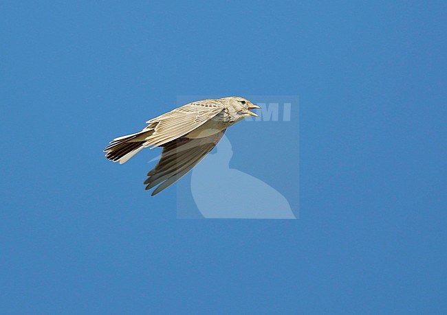 Lesser Short-toed Lark (Calandrella rufescens) adult in display flight stock-image by Agami/Dick Forsman,