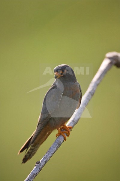 Roodpootvalk, Red-Footed Falcon, Falco vespertinus stock-image by Agami/Marc Guyt,