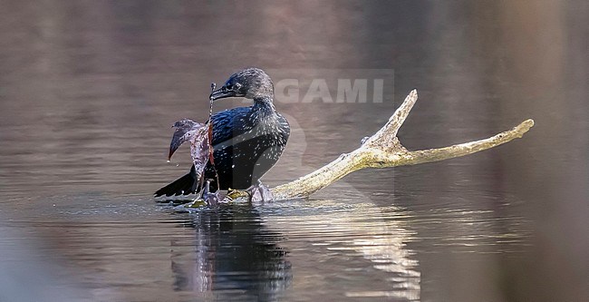 Moulting to 2nd summer Pygmy Cormorant sitting on a branch over the Val Duchesse lake in Auderghem, Brussels in Belgium. stock-image by Agami/Vincent Legrand,