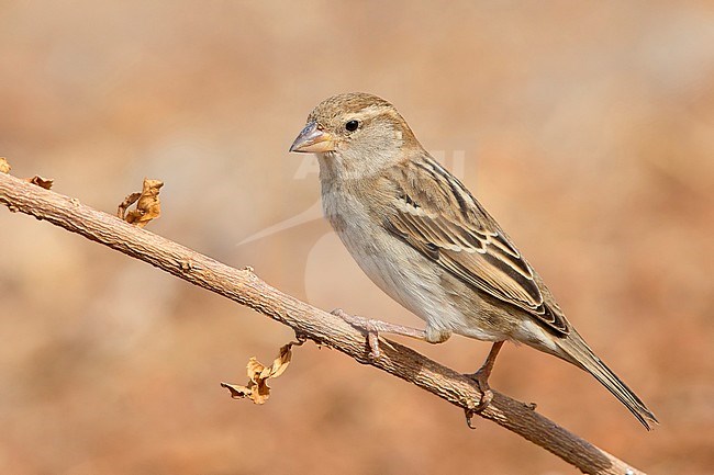 Spanish Sparrow, Female, Santiago, Cape Verde (Passer hispaniolensis) stock-image by Agami/Saverio Gatto,