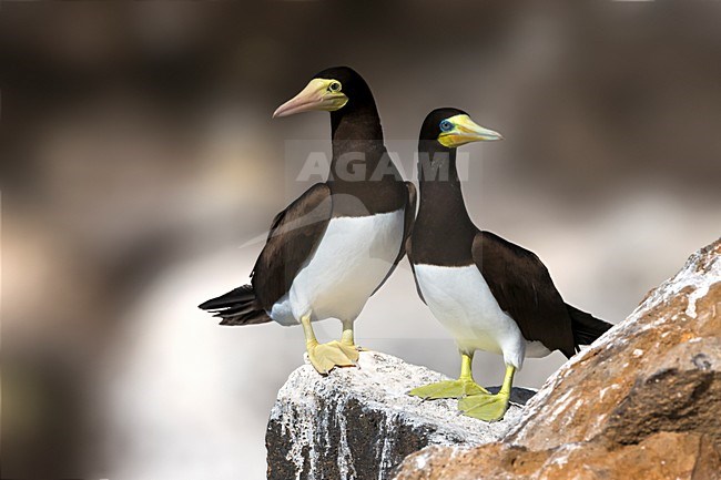 Bruine Gent op rots, Brown Booby on rock stock-image by Agami/Daniele Occhiato,