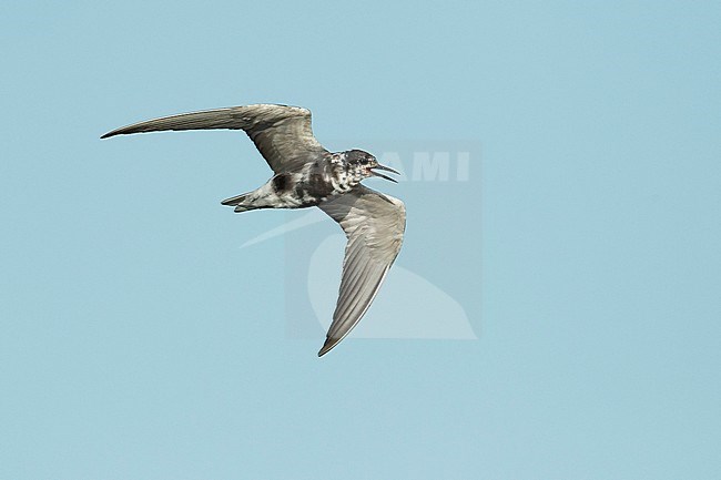 Adult American Black Tern (Chlidonias niger surinamensis) in transition from nonbreeding to breeding plumage.
Flying against blue sky at Galveston County, Texas, in April 2016. stock-image by Agami/Brian E Small,