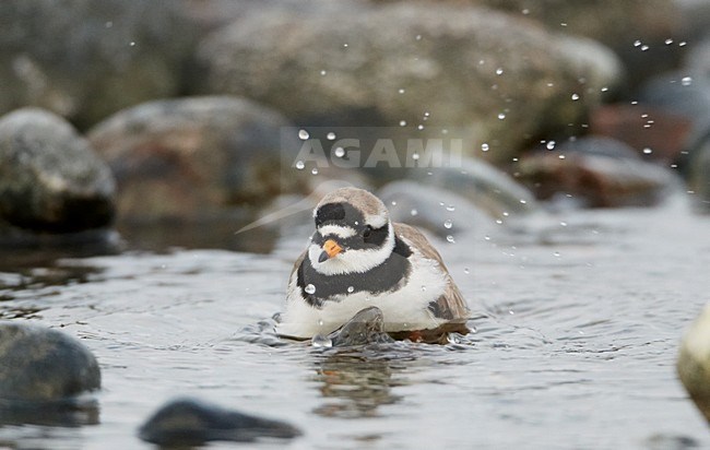 Volwassen Bontbekplevier aan rotskust; Adult Common Ringed Plover on rocky shore stock-image by Agami/Markus Varesvuo,
