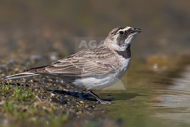 Brandt's Horned Lark; Eremophila alpestris brandti stock-image by Agami/Daniele Occhiato,