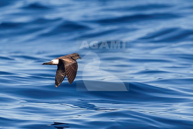 Madeiran Storm Petrel (Oceanodroma castro granti) also known as Band-rumped or Grant's Storm Petrel, flying over the sea surface off Graciosa island, Azores, in the north Atlantic ocean. stock-image by Agami/Rafael Armada,