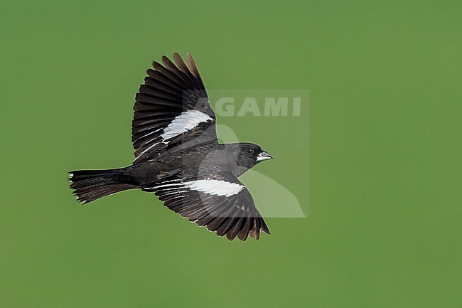 Adult male breeding
Weld Co., CO
June 2023 stock-image by Agami/Brian E Small,