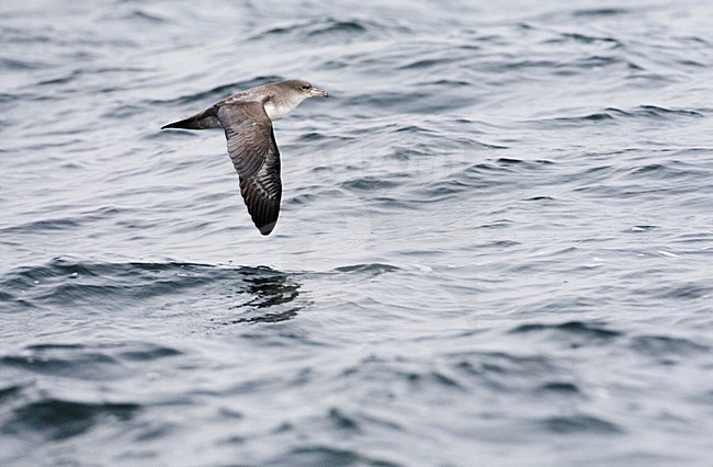 Chileense Grote Pijlstormvogel, Pink-footed Shearwater stock-image by Agami/Marc Guyt,