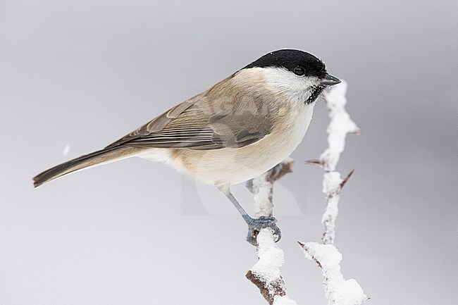 Marsh Tit (Poecile palustris italicus), side view of an adult perched on a Hawthorn branch under a snowfall, Campania, Italy stock-image by Agami/Saverio Gatto,