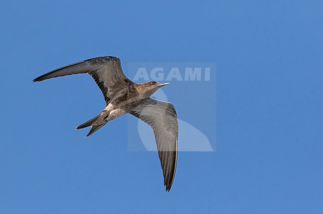 Sooty Tern, Onychoprion fuscatus, in French Polynesia. Juvenile in flight. stock-image by Agami/Pete Morris,