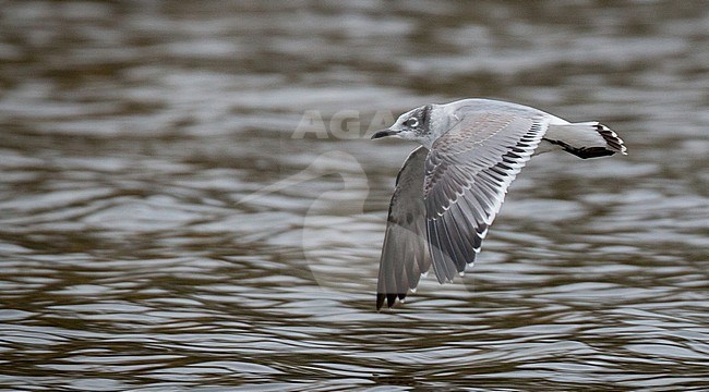 First-winter Franklin's Gull (Leucophaeus pipixcan) in flight stock-image by Agami/Ian Davies,