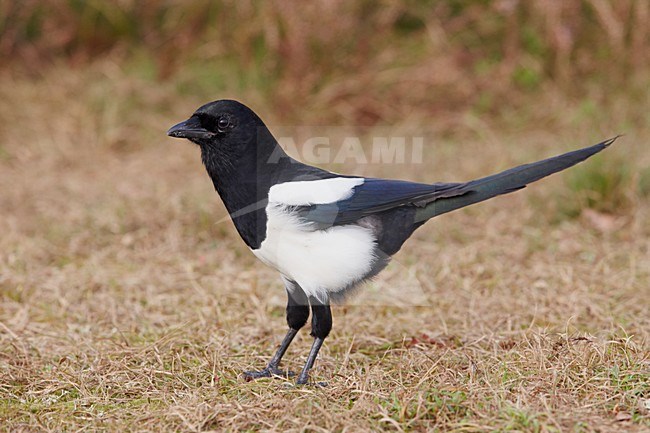 Ekster op de grond; Eurasian Magpie on the ground stock-image by Agami/Markus Varesvuo,
