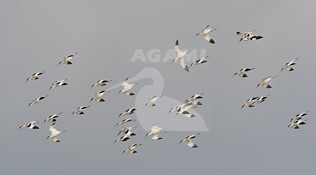 Groep Kluten in de vlucht; Group of Pied Avocet in flight stock-image by Agami/Arie Ouwerkerk,