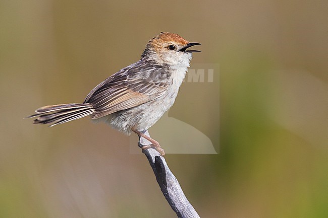 Levaillant's Cisticola (Cisticola tinniens), side view of an adult perched on a branch, Western Cape, South Africa stock-image by Agami/Saverio Gatto,