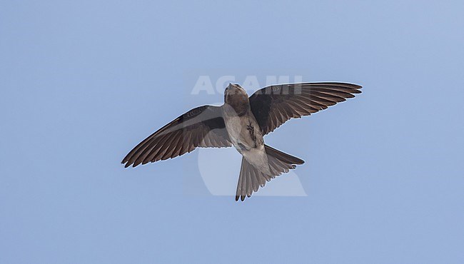 Caribbean Martin (Progne dominicensis), also known as White-bellied Martin, in flight over island in the Caribbean. stock-image by Agami/Pete Morris,
