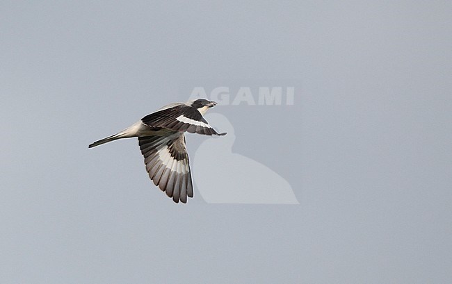 Lesser Grey Shrike (Lanius minor) in flight at Kiskunsaq, Hungary. stock-image by Agami/Helge Sorensen,