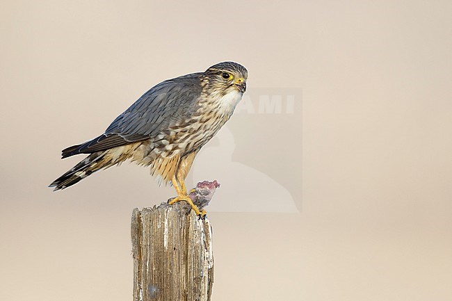 Adult male American Merlin (Falco columbarius columbarius) wintering in Riverside County, California, in November. Perched on a dead branch against a light brown background. stock-image by Agami/Brian E Small,