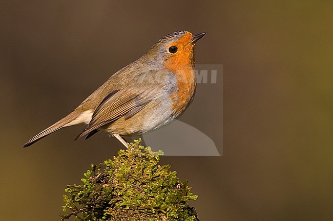 European Robin (Erithacus rubecula) perched on a branch with brown background stock-image by Agami/Daniele Occhiato,