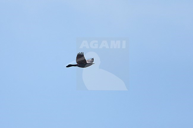 Common Grackle (Quiscalus quiscula), in flight at Cape May, New Jersey, USA stock-image by Agami/Helge Sorensen,