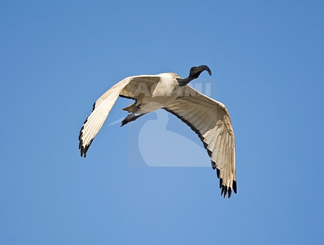 Helige Ibis, African Sacred Ibis, Threskiornis aethiopicus stock-image by Agami/Marc Guyt,