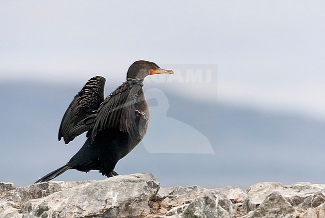 Geoorde Aalscholver; Double-crested Cormorant (Phalacrocorax auritus) stock-image by Agami/Marc Guyt,