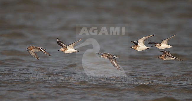 Flock of adult Sanderling (Calidris alba) flying over water during migration at Blåvandshuk, Denmark stock-image by Agami/Helge Sorensen,